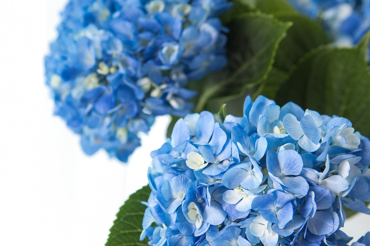 How To Manage Refund and Revision Requests in Your Contracts